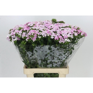 Dianthus Br Amazon Rose Magic