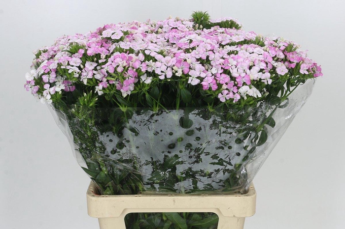 <h4>Dianthus Br Amazon Rose Magic</h4>