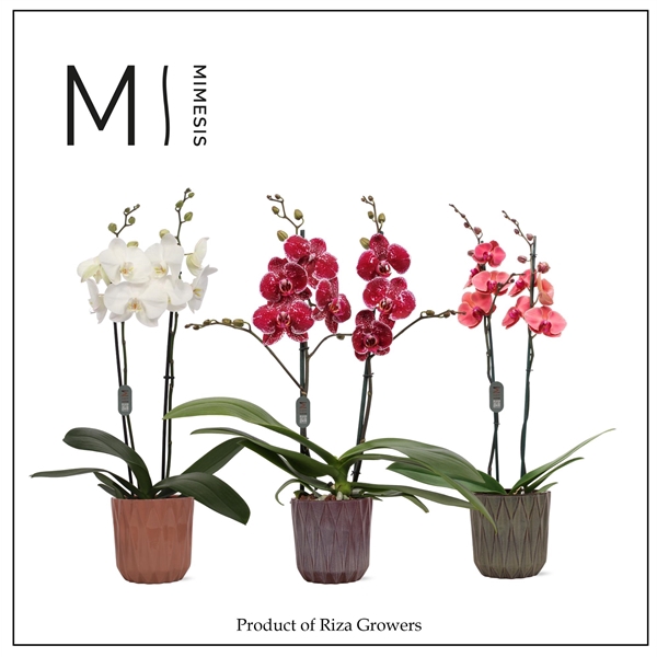 <h4>Mimesis Phal. Mix - 2 spike 12cm in Maria Mix Ceramic</h4>