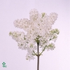 SYR V ENGLER WEISS T