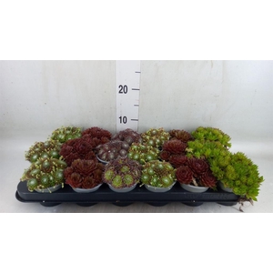 Sempervivum   ...mix