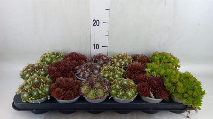 <h4>Sempervivum   ...mix</h4>