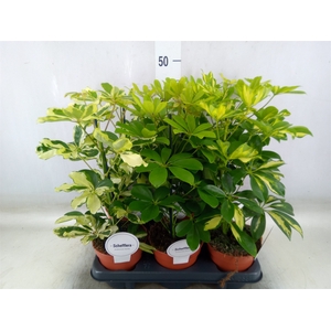Schefflera arbor.   ...