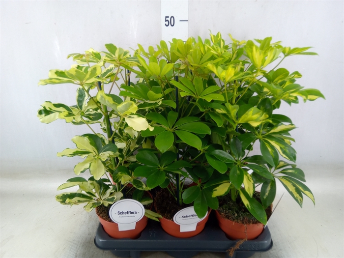 <h4>Schefflera arbor.   ...</h4>