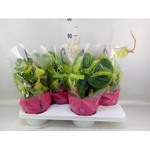 Philodendron scand. 'Brasil'