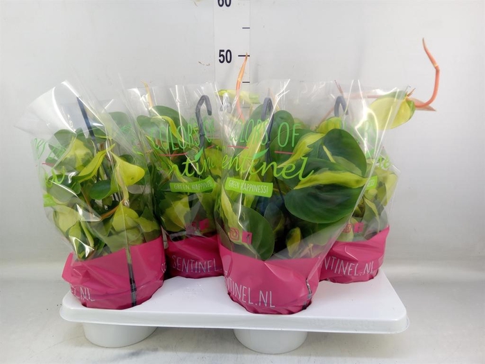 <h4>Philodendron scand. 'Brasil'</h4>