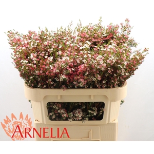 CHAME UN MY SWEET 16