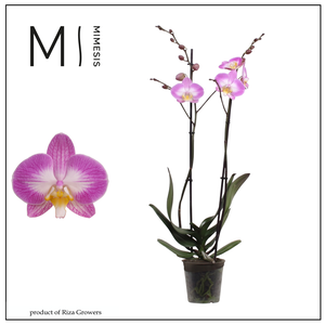 Phalaenopsis Split 2 spike – 12cm | Mimesis