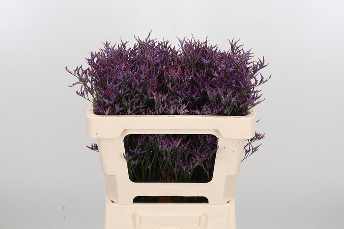 <h4>Lim Saf Dark Blue</h4>