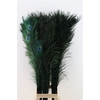 Feather Peacock L90-100 Nat. Green