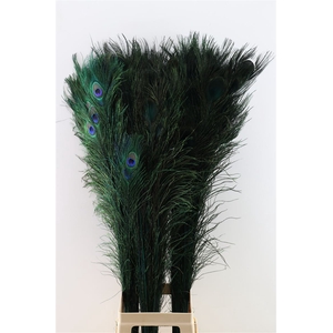 Feather Peacock L90-100 Nat. Green