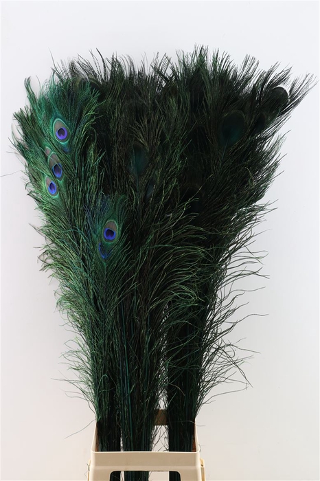 Feather Peacock L90-100 Nat. Green