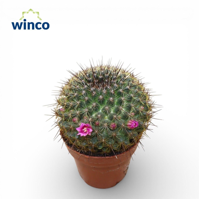 <h4>Mammillaria Ginsa Maru (Flowering)</h4>