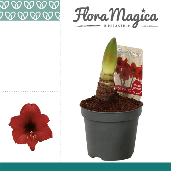 <h4>Amaryllis Kolibri Top Choice 1 Knop</h4>