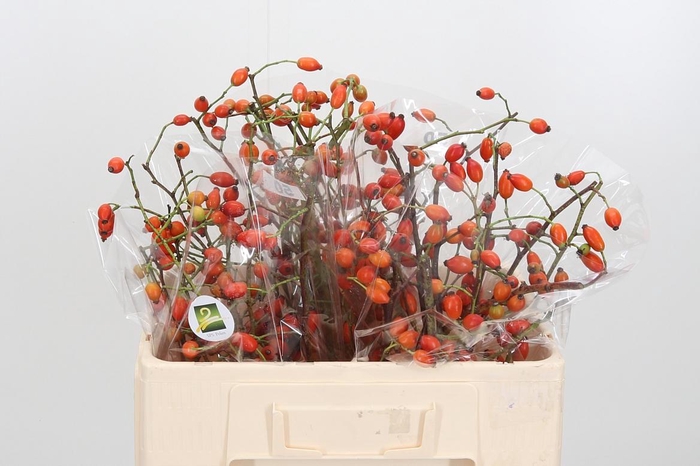 <h4>Rosa Zaffiro</h4>