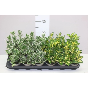 Euonymus Jap Gemengd