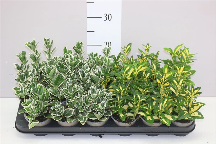 <h4>Euonymus Jap Gemengd</h4>
