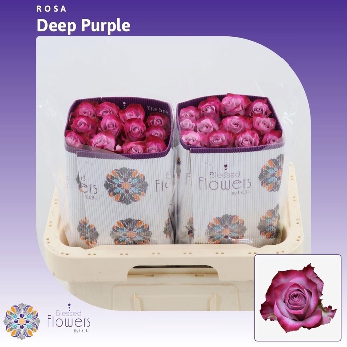 <h4>R GR DEEP PURPLE</h4>