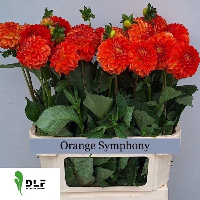 <h4>DAHL ORANGE SYMPHONY</h4>