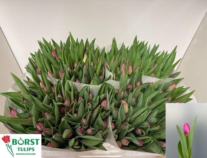 <h4>TU EN PINK ARDOUR</h4>