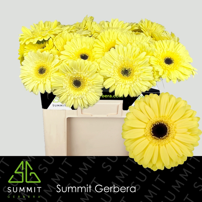 <h4>Gerbera Matteo Water</h4>