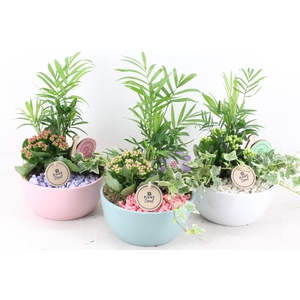 arr2 PL - Ker. pastel bolschaal x3