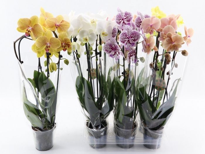 <h4>PHAL EL CASCADE</h4>