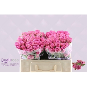 ROSA TR 'MISTY BUBBLES'