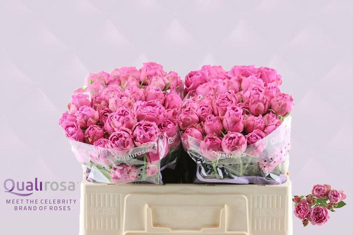 <h4>ROSA TR 'MISTY BUBBLES'</h4>