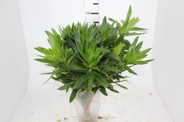 <h4>FOLHAGEM DRACENA PLEOMELE VERDE</h4>