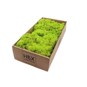 Moss Reindeer Moss 500gr May Green
