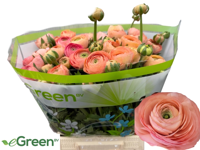 <h4>RAN AAZUR SALMON</h4>