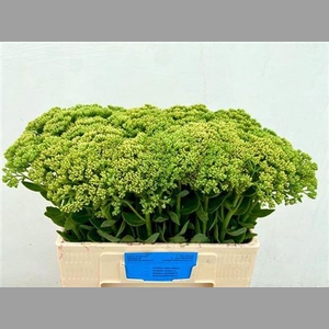Sedum Spectabile