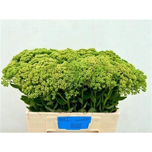 Sedum Spectabile