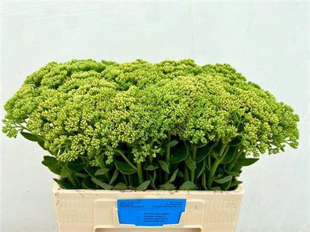 <h4>Sedum Spectabile</h4>