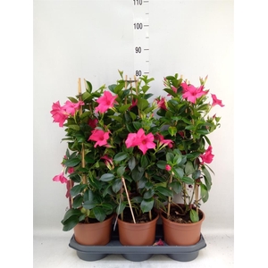 Mandevilla sand. 'SumStar Pink'
