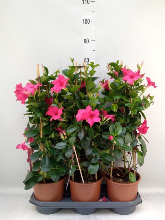 <h4>Mandevilla sand. 'SumStar Pink'</h4>