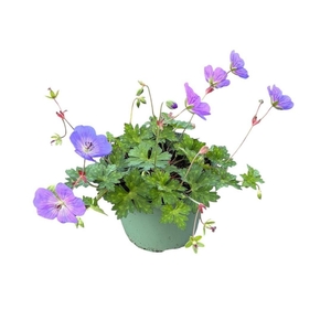 Geranium Rozanne
