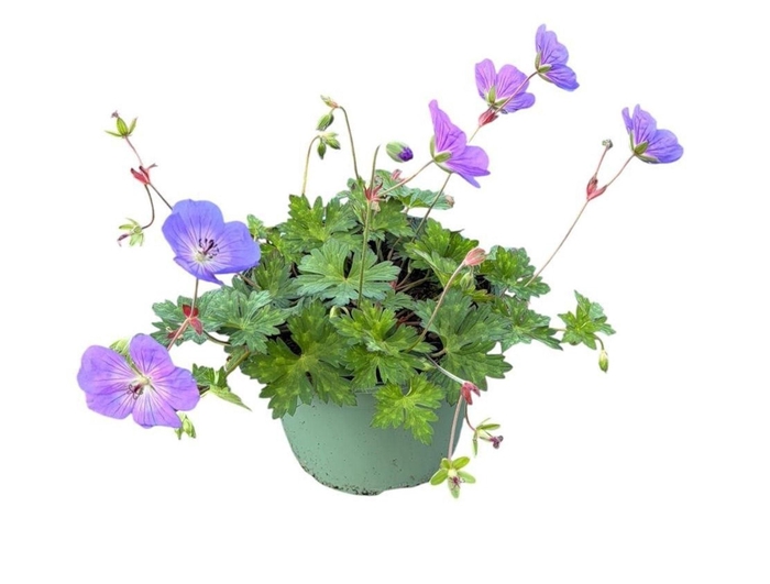 <h4>Geranium Rozanne</h4>
