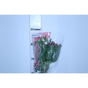 ALSTROEMERIA ANGELINA 080 CM