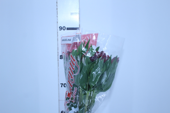 ALSTROEMERIA ANGELINA 080 CM