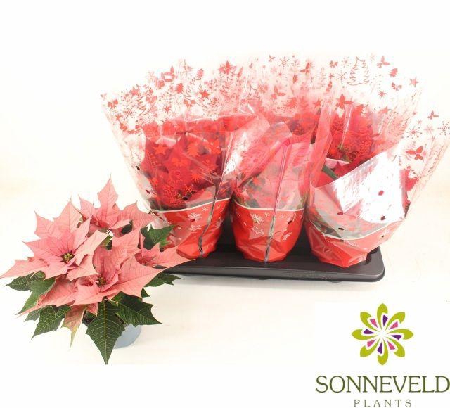 <h4>EUPHOR P MIX P13</h4>