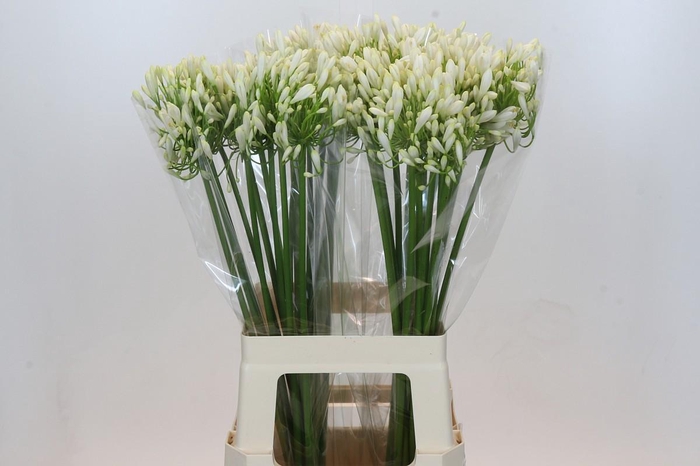 <h4>Agapanthus White Heaven</h4>