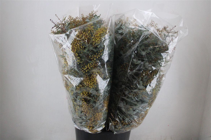 <h4>Mimosa Baleana P Bunch</h4>