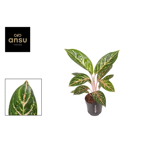 <h4>Aglaonema Coco Green</h4>