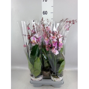 Phalaenopsis  'Ant Roskilde'