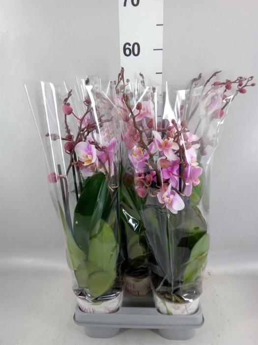 <h4>Phalaenopsis  'Ant Roskilde'</h4>