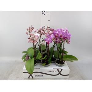 Phalaenopsis   ...mini