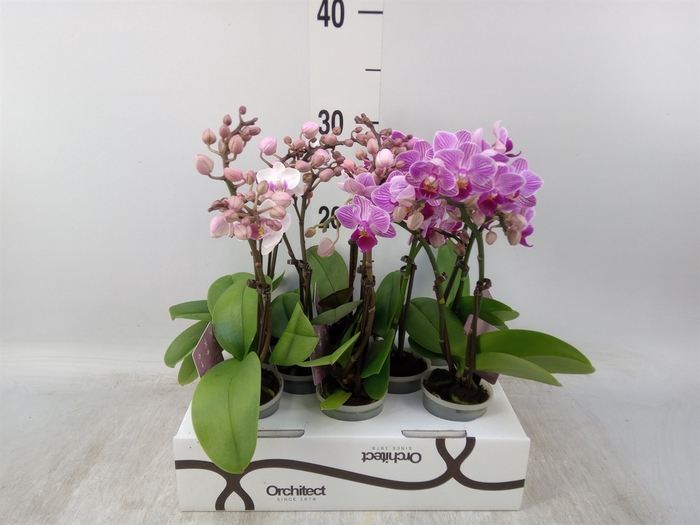 <h4>Phalaenopsis   ...mini</h4>