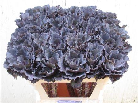 <h4>Brass Black Leaf</h4>